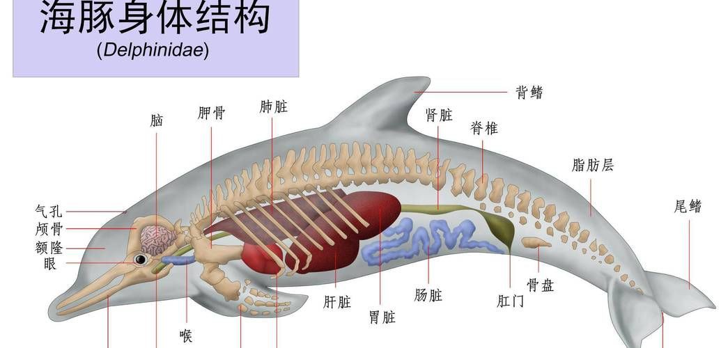 母海豚的生殖圖片欣賞，公海豚和母海豚是怎么交配繁殖的科學家:它們很變態