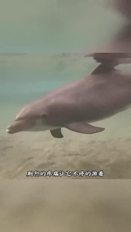 母海豚的生殖圖片欣賞，公海豚和母海豚是怎么交配繁殖的科學家:它們很變態