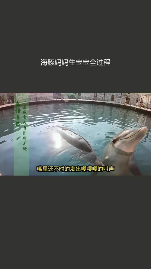 母海豚的生殖圖片欣賞，公海豚和母海豚是怎么交配繁殖的科學家:它們很變態
