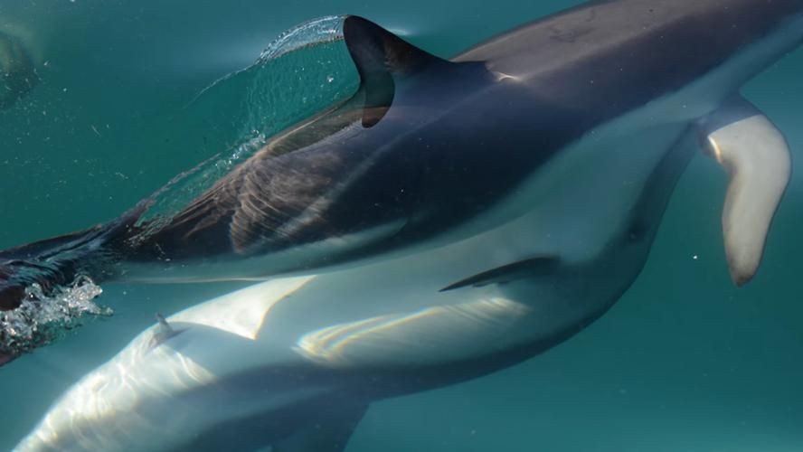 母海豚的生殖圖片欣賞，公海豚和母海豚是怎么交配繁殖的科學家:它們很變態