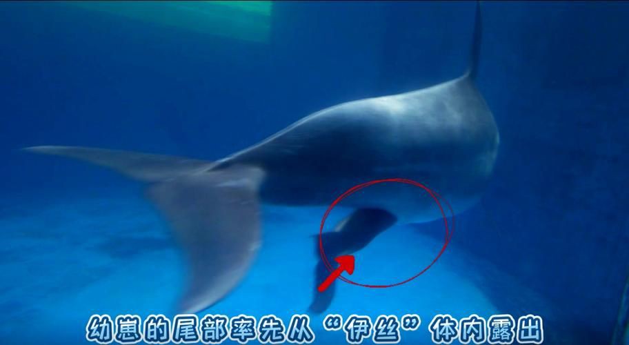 母海豚的生殖圖片欣賞，公海豚和母海豚是怎么交配繁殖的科學家:它們很變態