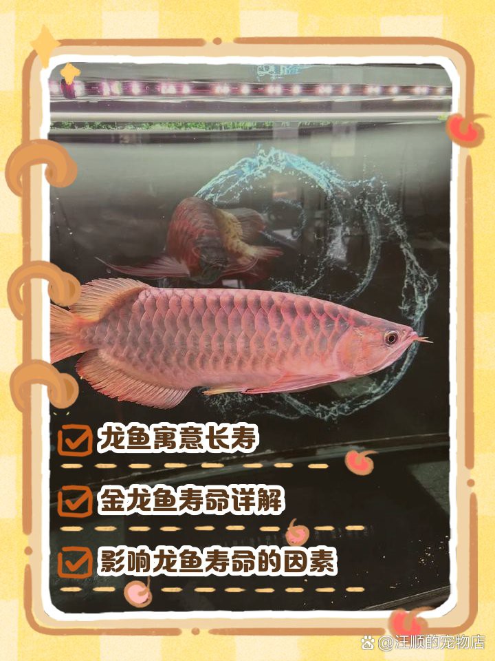 20元金龍魚(yú)壽命有多長(zhǎng)？，養(yǎng)魚(yú)老道，觀賞魚(yú)比較長(zhǎng)壽or短壽 20元金龍魚(yú)壽命有多長(zhǎng)？，養(yǎng)魚(yú)老道，觀賞魚(yú)比較長(zhǎng)壽or短壽 龍魚(yú)百科 第1張