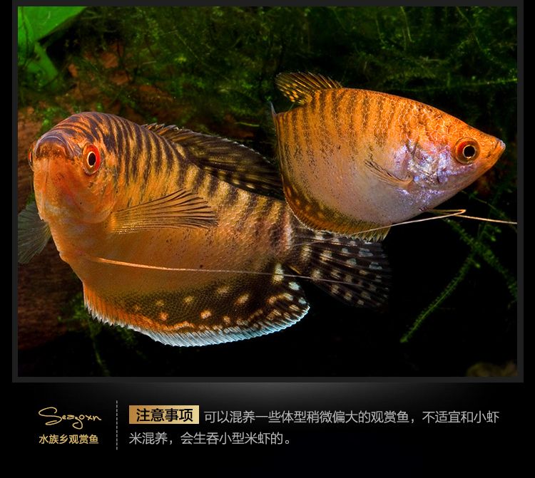 龍魚吃曼龍魚嗎：曼龍魚與龍魚的混養情況, 龍魚吃曼龍魚嗎：曼龍魚與龍魚的混養情況, 龍魚百科 第1張