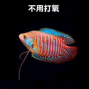 龍魚吃曼龍魚嗎：曼龍魚與龍魚的混養情況, 龍魚吃曼龍魚嗎：曼龍魚與龍魚的混養情況, 龍魚百科 第3張