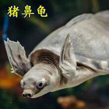 豬鼻龜苗多少錢一只：養殖豬鼻龜苗需要考慮哪些因素