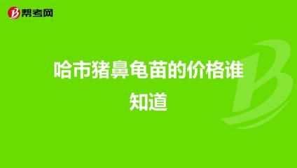 豬鼻龜苗多少錢一只：養殖豬鼻龜苗需要考慮哪些因素