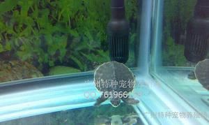 豬鼻龜苗多少錢一只：養殖豬鼻龜苗需要考慮哪些因素