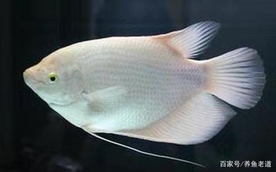 伊罕精巧桶能帶動60大伊罕精巧桶養(yǎng)魚怎么樣伊罕精巧桶養(yǎng)魚怎么樣（伊罕250怎么啟動，伊罕精巧桶養(yǎng)魚怎么樣）