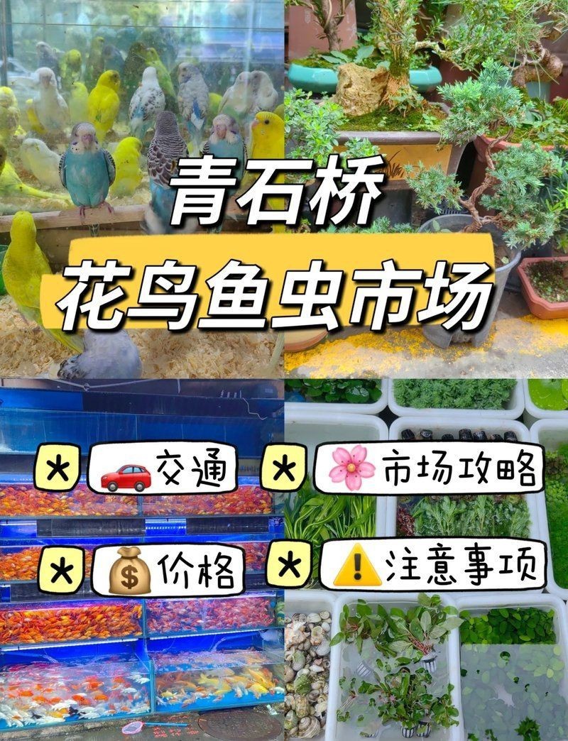 成都魚缸批發(fā)市場,成都哪有賣魚缸的,魚缸批發(fā)市場在哪里 全國水族館企業(yè)名錄 第2張 成都魚缸批發(fā)市場,成都哪有賣魚缸的,魚缸批發(fā)市場在哪里 成都魚缸批發(fā)市場,成都哪有賣魚缸的,魚缸批發(fā)市場在哪里 全國水族館企業(yè)名錄 第2張