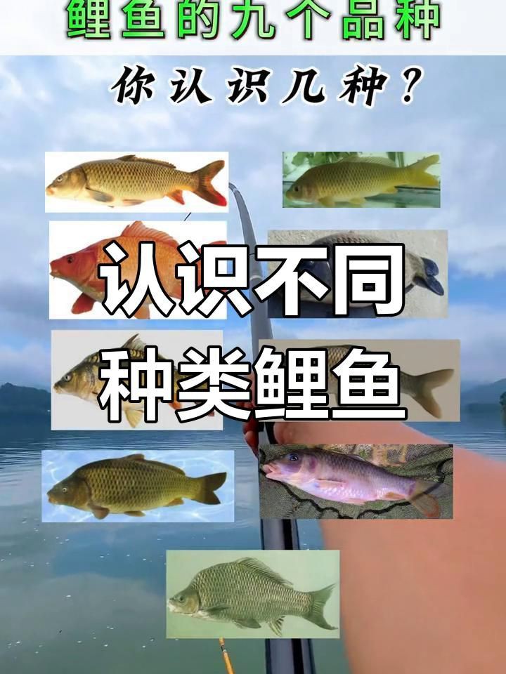 鯉魚哪個品種最好，《鯉魚哪個品種最好》在眾多鯉魚品種中判定哪個最好