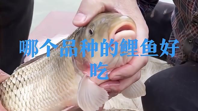 鯉魚(yú)哪個(gè)品種最好，《鯉魚(yú)哪個(gè)品種最好》在眾多鯉魚(yú)品種中判定哪個(gè)最好