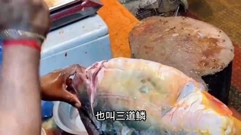 鯉魚哪個品種最好，《鯉魚哪個品種最好》在眾多鯉魚品種中判定哪個最好