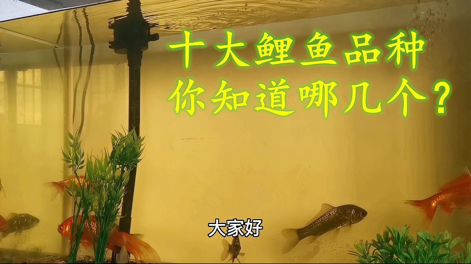 鯉魚(yú)哪個(gè)品種最好，《鯉魚(yú)哪個(gè)品種最好》在眾多鯉魚(yú)品種中判定哪個(gè)最好