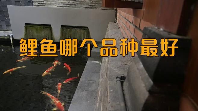 鯉魚(yú)哪個(gè)品種最好，《鯉魚(yú)哪個(gè)品種最好》在眾多鯉魚(yú)品種中判定哪個(gè)最好