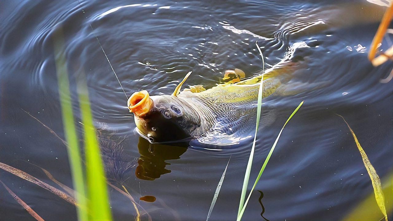 鯉魚哪個品種最好，《鯉魚哪個品種最好》在眾多鯉魚品種中判定哪個最好