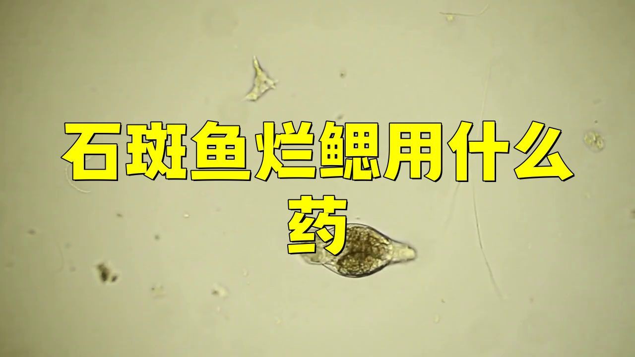 有哪些藥物可以有效治療魚鰓爛？，魚鰓爛了怎么辦