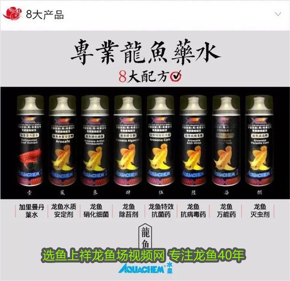 三斤重的豬鼻龜多少錢一斤啊(豬鼻龜多少錢一只?) 三斤重的豬鼻龜多少錢一斤啊(豬鼻龜多少錢一只?) 豬鼻龜百科 第1張