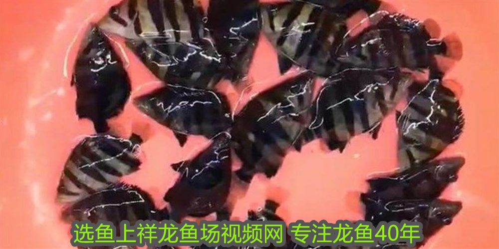 銀龍魚翹嘴的好還是平嘴的好(銀龍魚的嘴為什么往上翹)