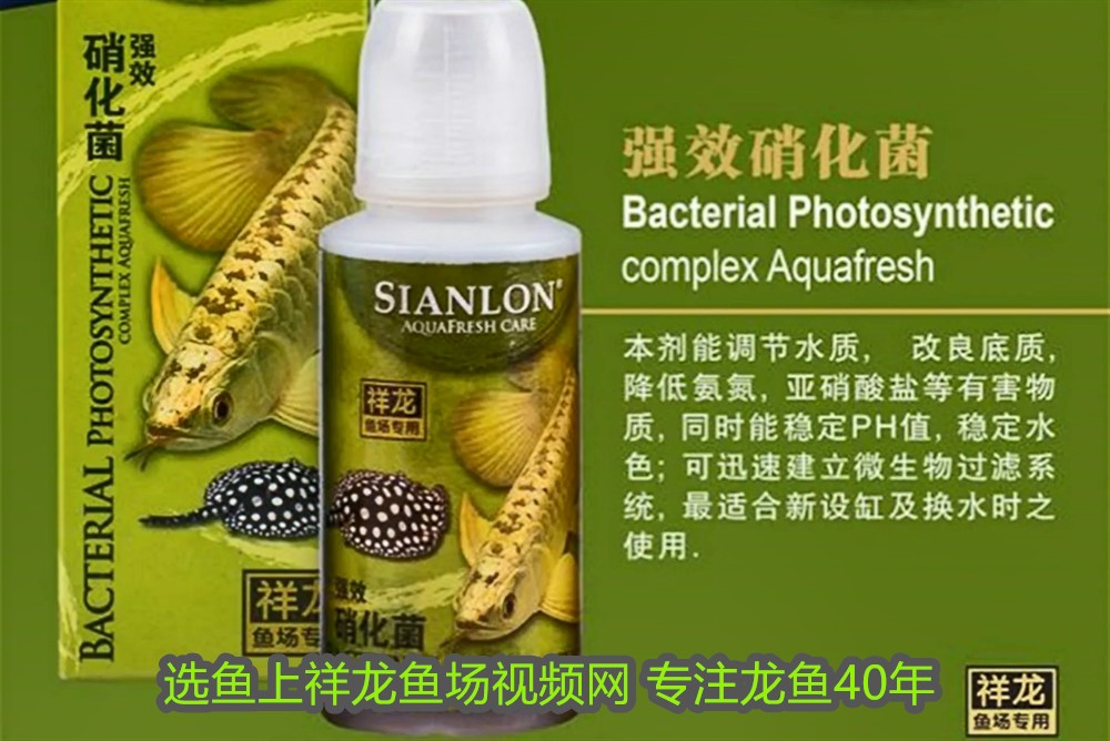 印尼虎魚生長期幾年:印尼虎魚生長期可以從幾年到十幾年到十幾年不等 虎魚百科 第1張 印尼虎魚生長期幾年:印尼虎魚生長期可以從幾年到十幾年到十幾年不等 印尼虎魚生長期幾年:印尼虎魚生長期可以從幾年到十幾年到十幾年不等 虎魚百科 第1張