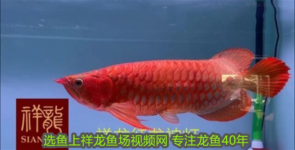 紅龍魚怎么選擇：如何選擇紅龍魚
