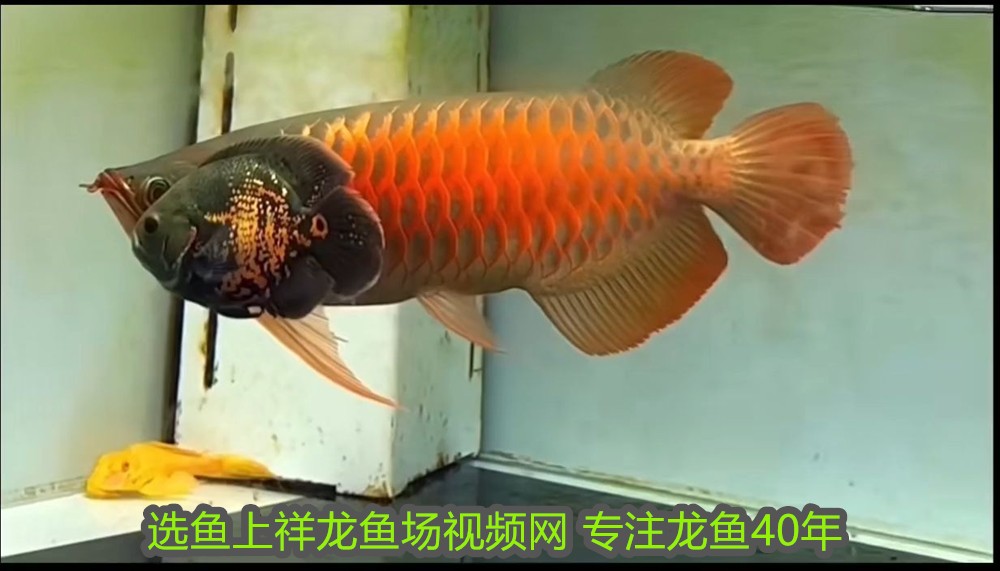 虎魚(yú)眼睛外蒙凸出來(lái)了：治療虎魚(yú)眼睛外蒙凸出來(lái)的問(wèn)題需要綜合采取換水、升溫、下鹽治療
