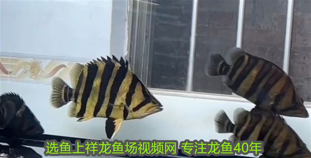 屬龍的養幾條魚好？風水魚數量與龍年運勢解析，屬龍人養魚風水指南，幾條魚最能旺龍年運勢？