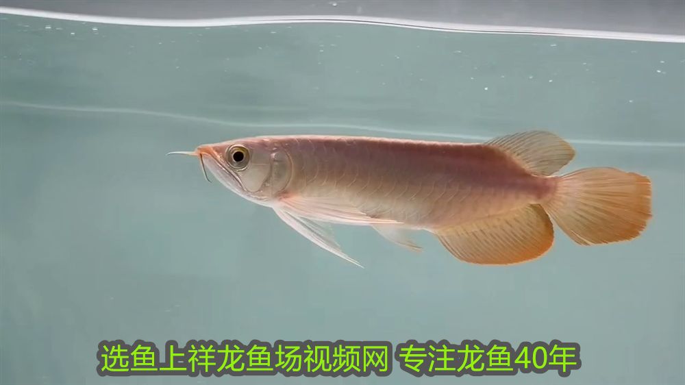 過背金龍魚20cm多少錢 過背金龍魚20cm多少錢 金龍魚百科 第2張