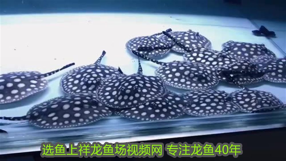 森森魚缸底濾拆解 森森魚缸底濾拆解 森森魚缸 第1張