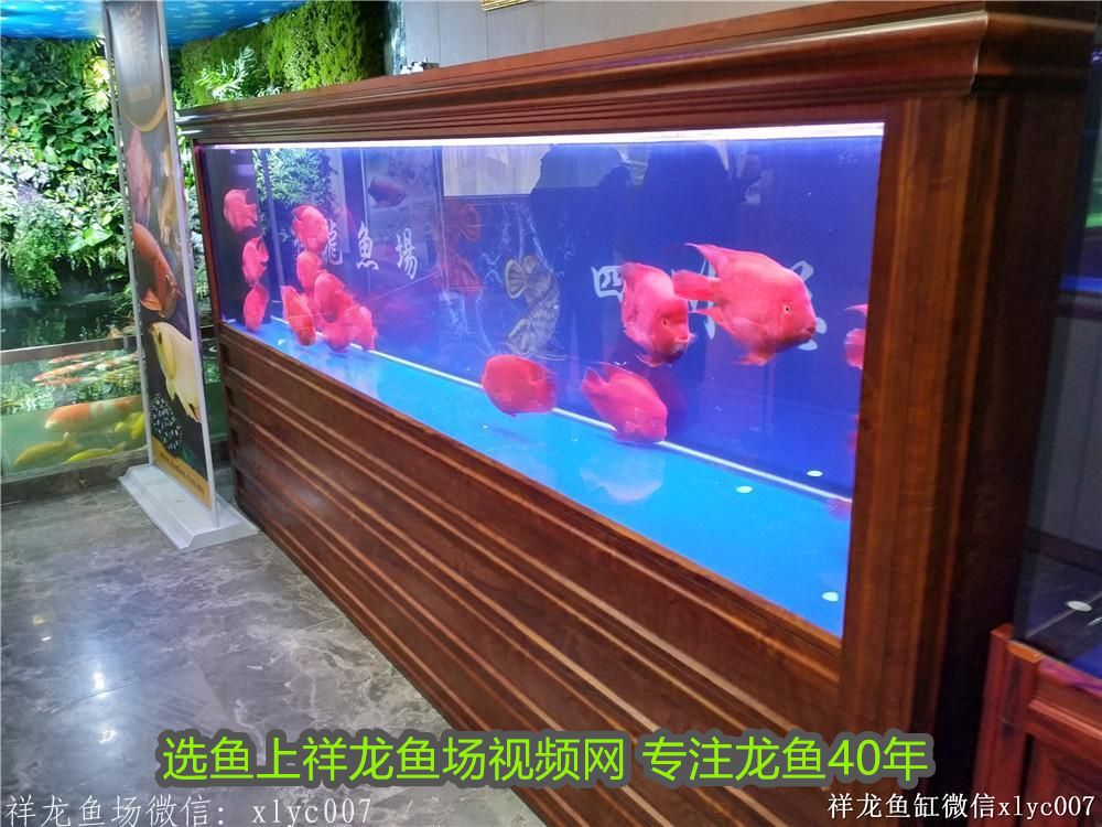 龍魚入缸可以開燈嗎（ 龍魚剛進缸可以開燈） 龍魚入缸可以開燈嗎（ 龍魚剛進缸可以開燈） 馬來西亞咖啡 第1張