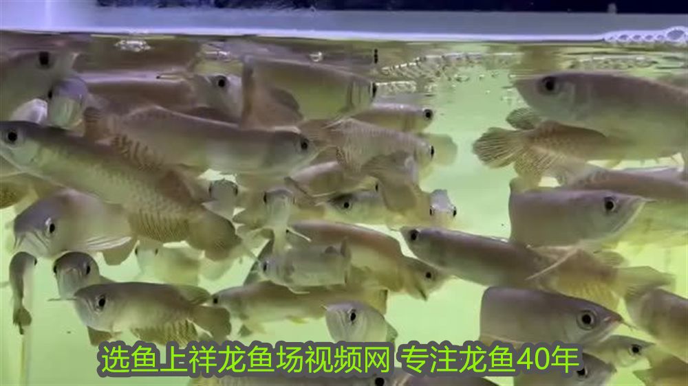 如何挑選高品質(zhì)紅龍魚苗：如何挑選高品質(zhì)的紅龍魚苗