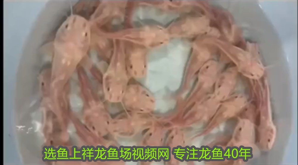 什么屬相不能養龍魚十二生肖養魚忌諱：屬相與養龍魚，探尋背后的文化關聯與科學真相