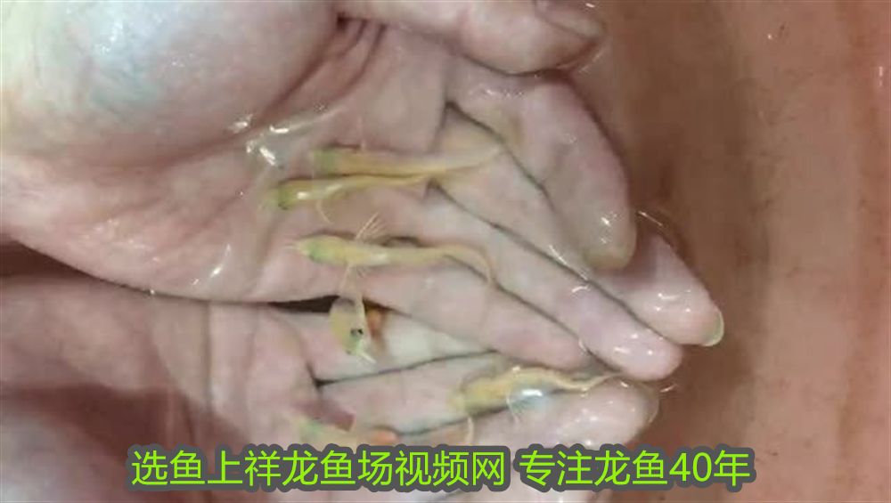 野生紅龍魚吃什么食物為主：野生紅龍魚主要以昆蟲、甲殼類動物為食其飲食結構廣泛 野生紅龍魚吃什么食物為主：野生紅龍魚主要以昆蟲、甲殼類動物為食其飲食結構廣泛 紅龍魚百科 第1張