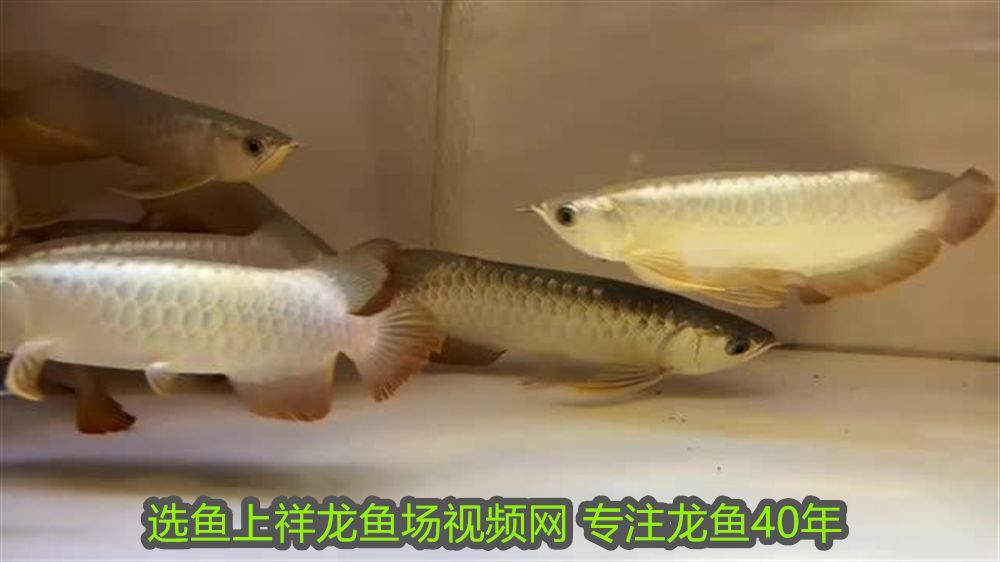 魟魚一天喂一頓生長速度有多快啊：魟魚一天喂一頓生長速度有多快 魟魚一天喂一頓生長速度有多快?。呼勽~一天喂一頓生長速度有多快 魟魚百科 第1張