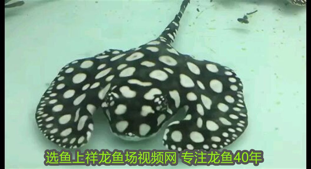 銀龍魚(yú)爛鰭怎么回事(銀龍魚(yú)爛鰭爛尾怎么治療) 銀龍魚(yú)百科 第2張 銀龍魚(yú)爛鰭怎么回事(銀龍魚(yú)爛鰭爛尾怎么治療) 銀龍魚(yú)爛鰭怎么回事(銀龍魚(yú)爛鰭爛尾怎么治療) 銀龍魚(yú)百科 第2張