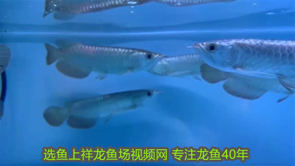 魚擺件的風水奧秘，哪些屬相最受益？，魚擺件的風水奧秘，哪些屬相最受益？