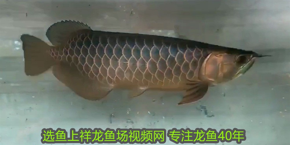 人工飼養的銀龍魚可以繁殖嗎有毒嗎(銀龍魚能產卵嗎) 銀龍魚百科 第2張 人工飼養的銀龍魚可以繁殖嗎有毒嗎(銀龍魚能產卵嗎) 人工飼養的銀龍魚可以繁殖嗎有毒嗎(銀龍魚能產卵嗎) 銀龍魚百科 第2張