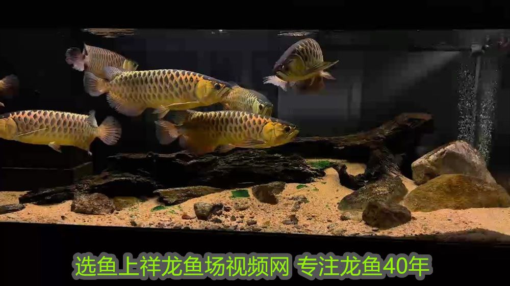 家里養(yǎng)魚幾條最吉利最旺財(cái)？風(fēng)水養(yǎng)魚全指南，風(fēng)水養(yǎng)魚旺財(cái)指南，家里養(yǎng)幾條魚最吉利？