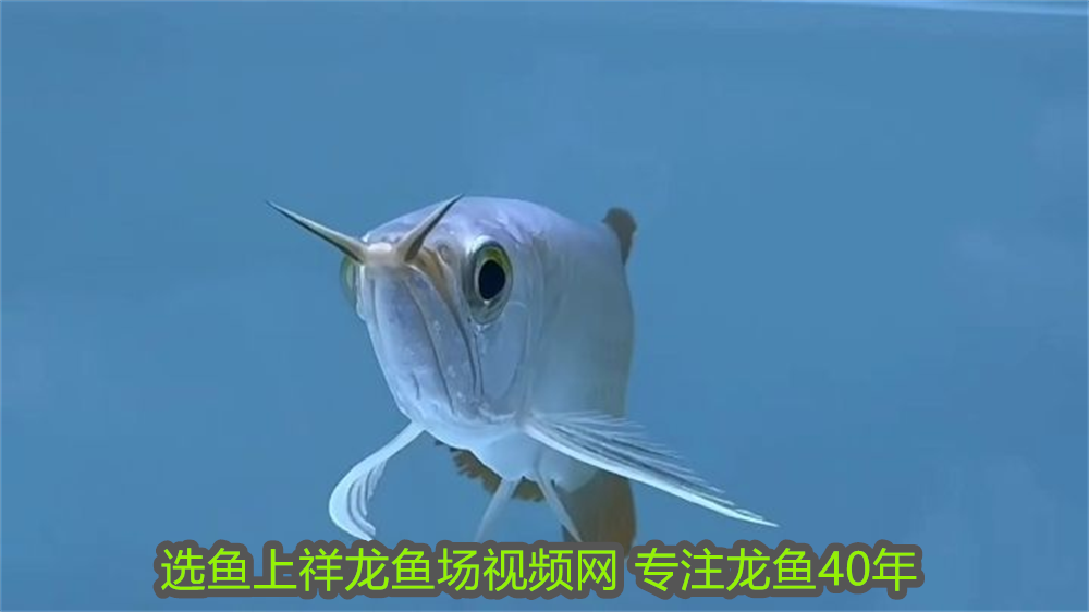 大慶魚缸上門回收電話查詢：大慶魚缸上門回收批發電話查詢