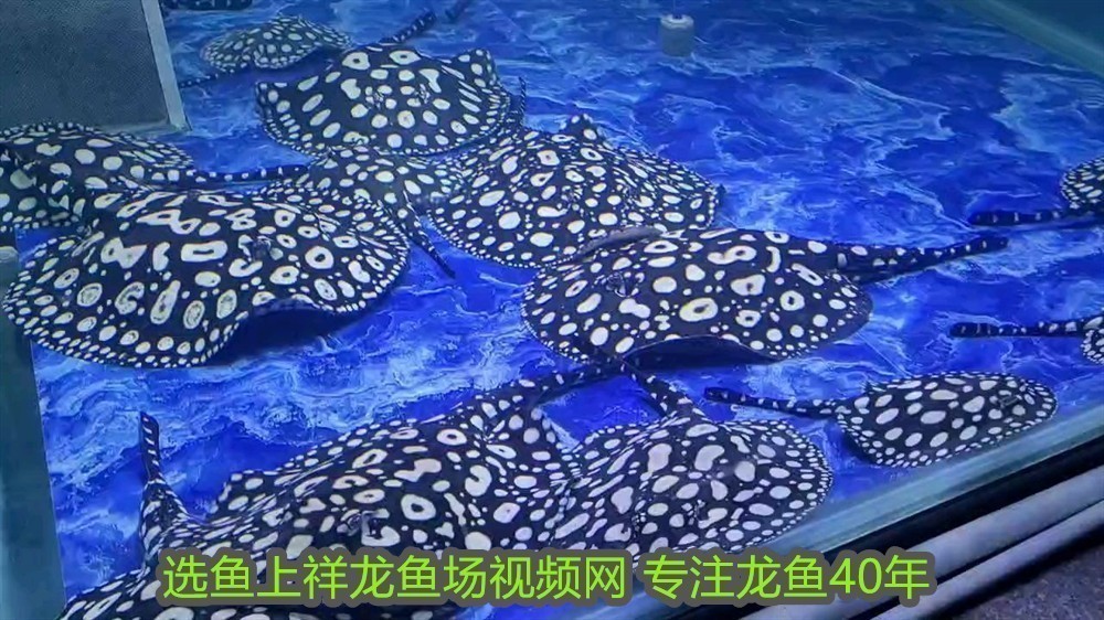 一家有兩條龍大富大貴什么意思：龍舞祥瑞，一家雙龍，富貴盈門 一家有兩條龍大富大貴什么意思：龍舞祥瑞，一家雙龍，富貴盈門 龍魚百科 第2張