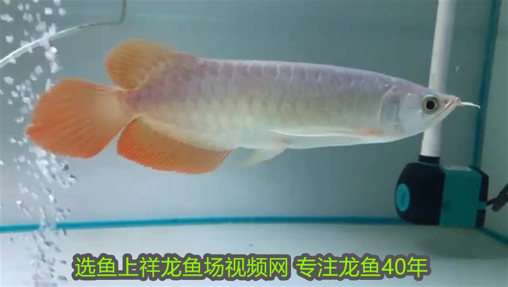 豬鼻龜爛了怎么辦用什么藥(豬鼻龜潰爛嚴重怎么辦) 豬鼻龜百科 第1張 豬鼻龜爛了怎么辦用什么藥(豬鼻龜潰爛嚴重怎么辦) 豬鼻龜爛了怎么辦用什么藥(豬鼻龜潰爛嚴重怎么辦) 豬鼻龜百科 第1張