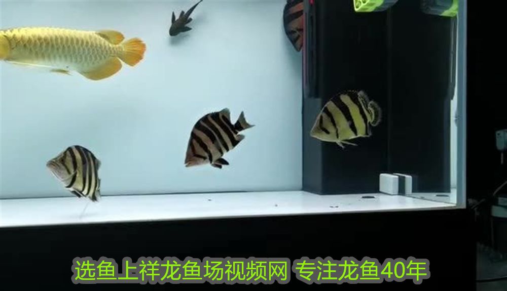 銀龍魚身上起白點是怎么回事圖片大全圖解(銀龍魚身上有白色絮狀物怎么辦) 銀龍魚身上起白點是怎么回事圖片大全圖解(銀龍魚身上有白色絮狀物怎么辦) 銀龍魚百科 第2張