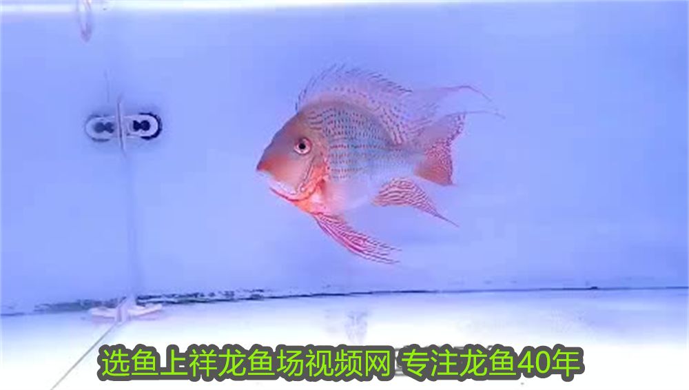 25厘米的龍魚配多大的虎魚好養(虎魚7cm能和多大龍混養) 25厘米的龍魚配多大的虎魚好養(虎魚7cm能和多大龍混養) 虎魚百科 第1張