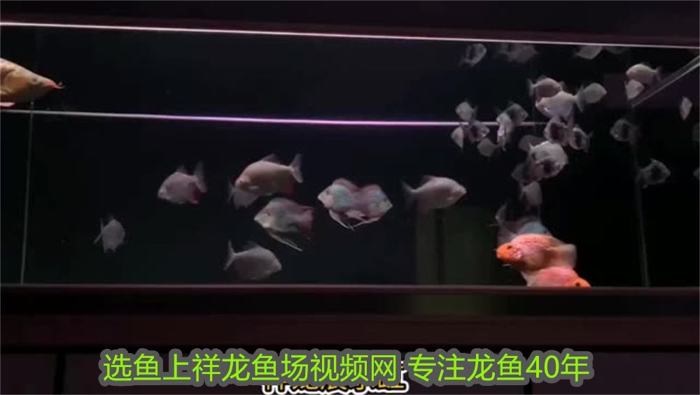 博特彩蝶到底誰過濾比較好(博特彩蝶到底誰過濾比較好一點)