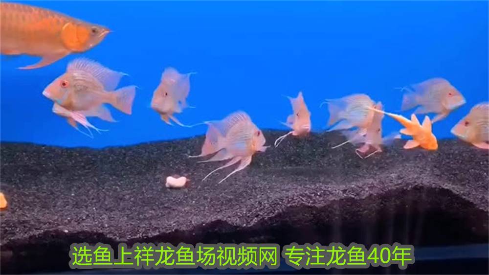 養三條魚的寓意是什么意思：養三條魚的寓意，多元文化視角下的美好期許 養三條魚的寓意是什么意思：養三條魚的寓意，多元文化視角下的美好期許 龍魚百科 第2張