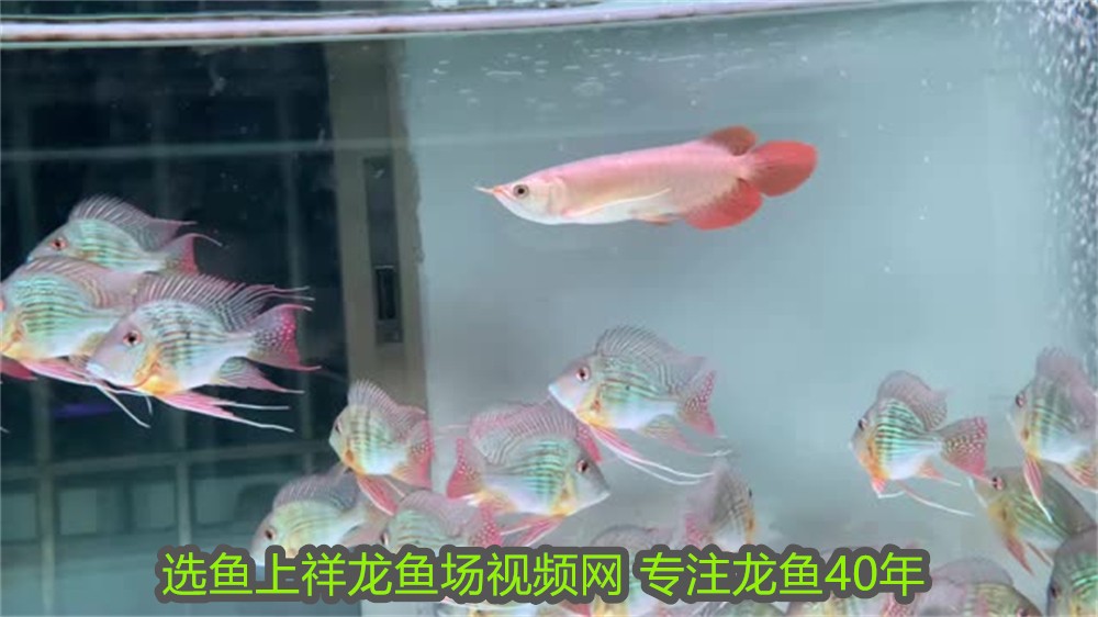 龍魚不吃食什么原因有三個月了還沒生寶寶 龍魚不吃食什么原因有三個月了還沒生寶寶 龍魚百科 第2張