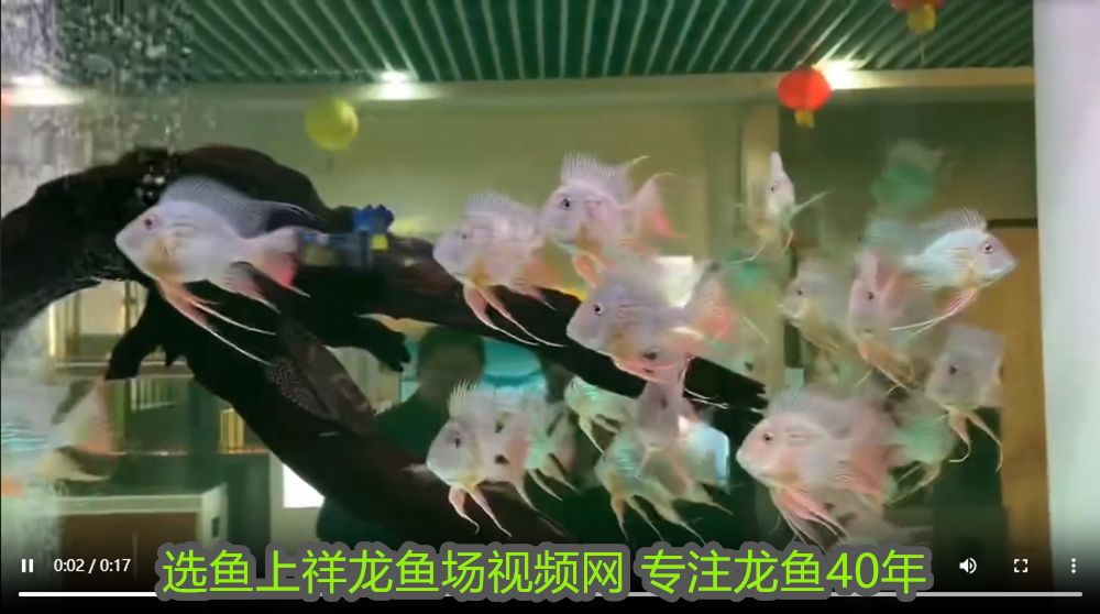 龍魚要氧氣嗎vs祥龍魚場：祥龍魚場評價如何