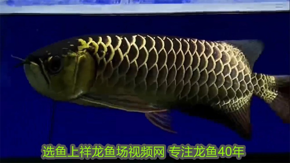 大型魚缸養魚注意事項：關于大型魚缸養魚的注意事項