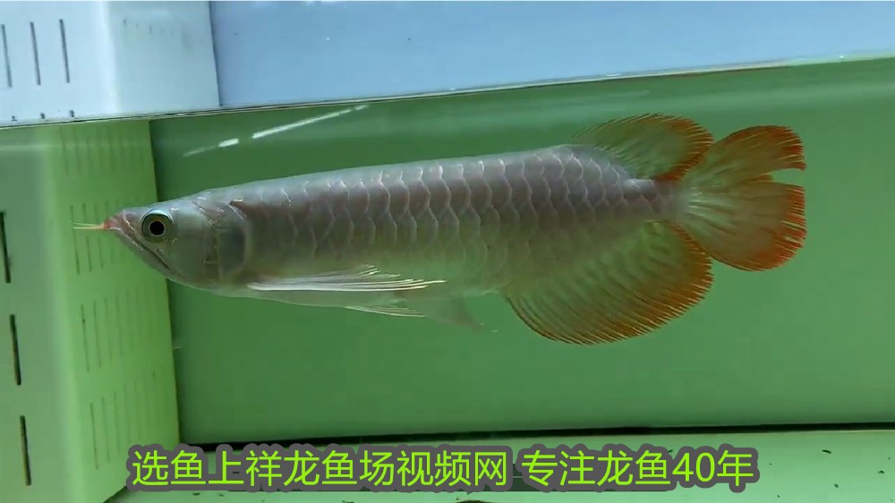 秘魯漁場什么時候魚量最大(秘魯漁場是世界最大漁場) 秘魯漁場什么時候魚量最大(秘魯漁場是世界最大漁場) 魟魚百科 第1張