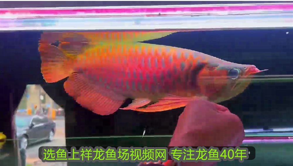 龍魚的文案短句