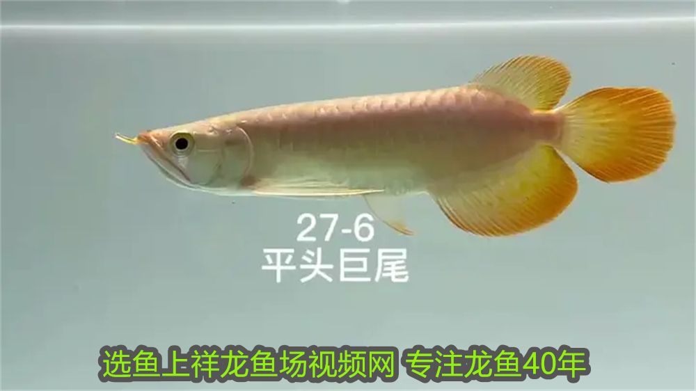 過背金龍魚價(jià)格及圖片大全視頻欣賞（過背金龍魚苗圖片） 過背金龍魚價(jià)格及圖片大全視頻欣賞（過背金龍魚苗圖片） 金龍魚百科 第2張